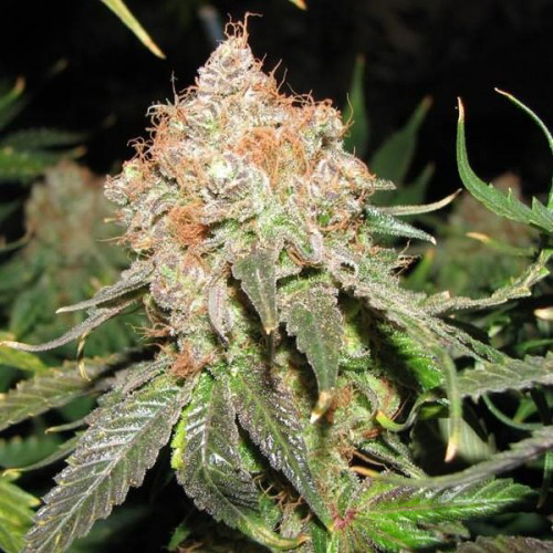 Buy Auto Jack Herer - Weed(Cannabis) seeds online【NeuroSeeds】Best Prise!